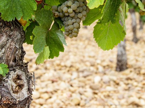 Ribera del Duero & Rueda